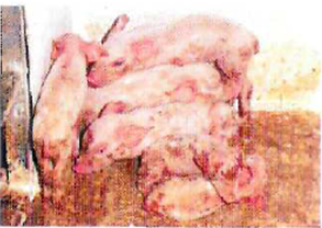 Skupchenіst porosjat