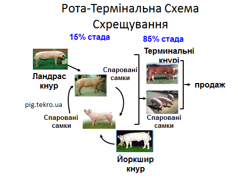 Shema rota termіnalnogo shreshhuvannja