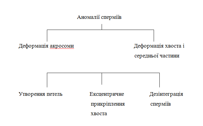 Klasifіkacіja anomalіj spermіїv
