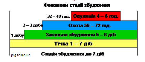 Osoblivostі statevoї ciklіchnostі svinomatok