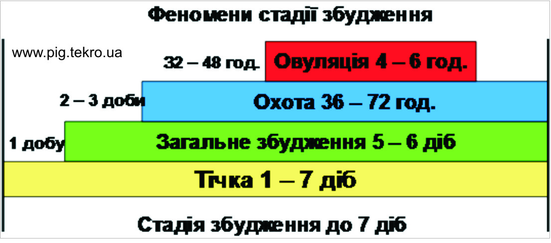 Osoblivostі statevoї ciklіchnostі svinomatok1