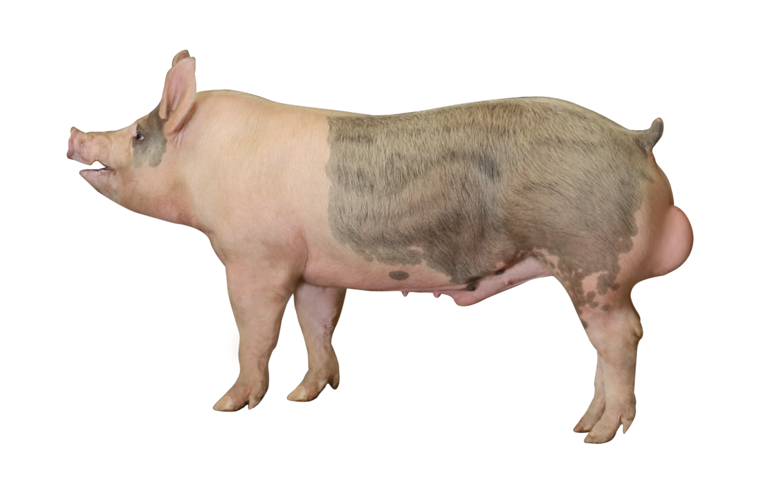 PIC359 Boar scr 1