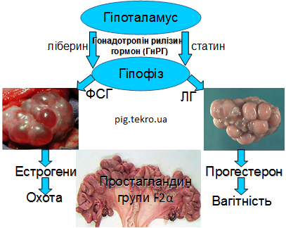 Shema reguljacії vіdtvornoї funkcії