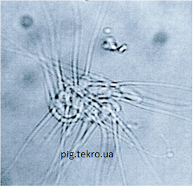 Zіrchasta agljutinacіja spermіїv knura