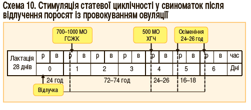 стимулія статевої циклічності у свиноматок після відлучення поросят з провокуванням овуляції