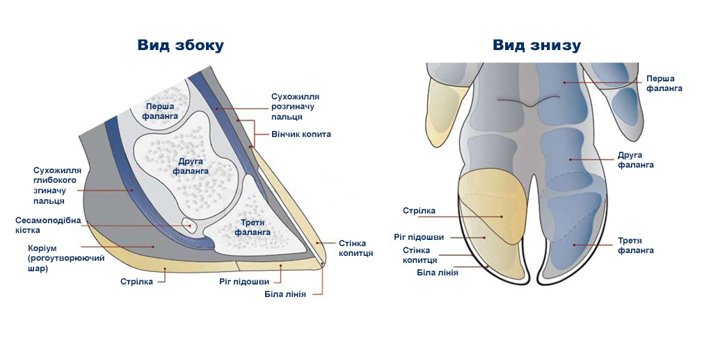 Anatomiya kopyta