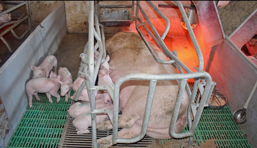 ЯК ДОСЯГТИ МАКСИМАЛЬНОГО ЗБЕРЕЖЕННЯ ПРОДУКТИВНОСТІ СВИНОМАТОК?