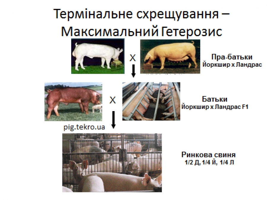 СХРЕЩУВАННЯ У СВИНАРСТВІ